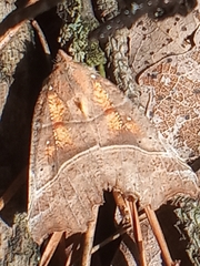 Scoliopteryx libatrix