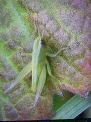 Dichromorpha elegans