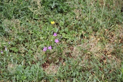 Consolida orientalis