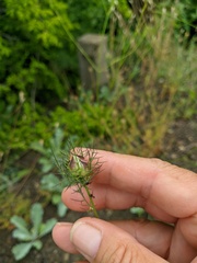 Nigella elata