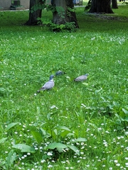 Columba palumbus