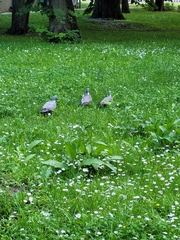 Columba palumbus