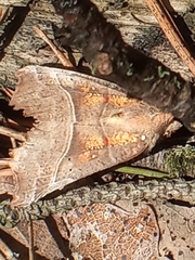 Scoliopteryx libatrix