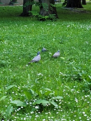 Columba palumbus
