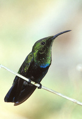 Eulampis holosericeus