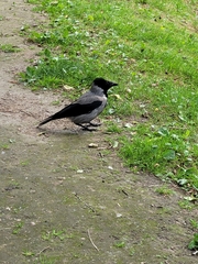 Corvus cornix