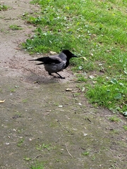 Corvus cornix