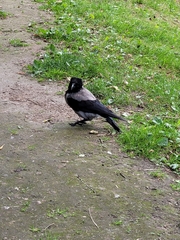Corvus cornix