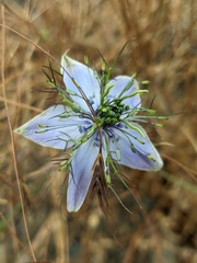 Nigella elata