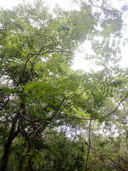 Comocladia macrophylla