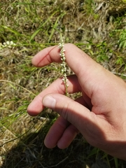 Polygala boykinii