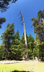 Calocedrus