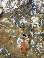 Ectobius erythronotus