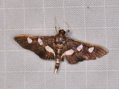 Desmia subdivisalis