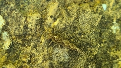 Lepismachilis notata