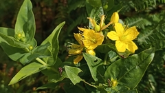 Hypericum foliosum