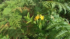 Hypericum foliosum