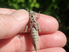 Dromogomphus spinosus