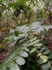 Comocladia macrophylla