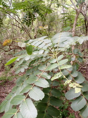 Comocladia macrophylla