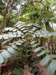 Comocladia macrophylla