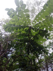 Comocladia macrophylla