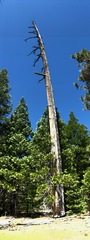Calocedrus