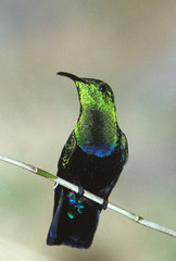 Eulampis holosericeus