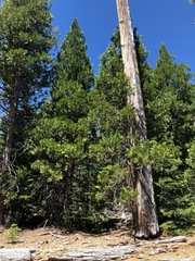 Calocedrus