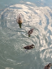Anas platyrhynchos