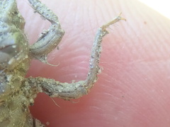 Dromogomphus spinosus