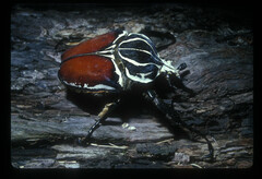 Goliathus goliatus