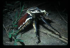 Goliathus goliatus
