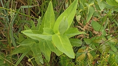 Hypericum foliosum