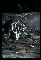 Goliathus goliatus