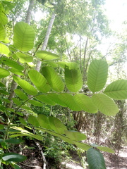 Comocladia macrophylla