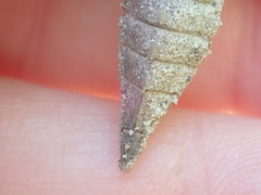 Dromogomphus spinosus