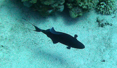 Odonus niger