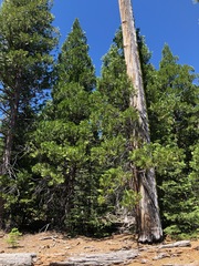 Calocedrus