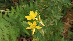 Hypericum foliosum