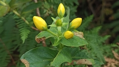 Hypericum foliosum