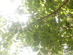 Comocladia macrophylla