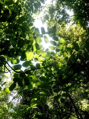 Comocladia macrophylla