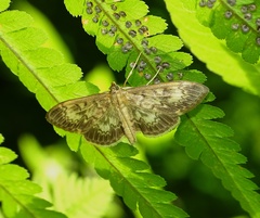 Anania lancealis