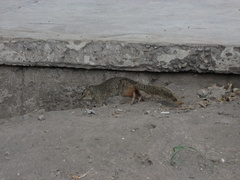 Notocitellus annulatus