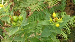 Hypericum foliosum