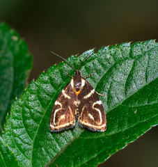 Hemerophila albertiana