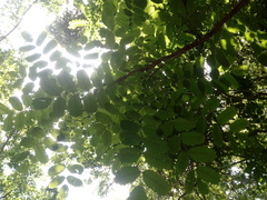 Comocladia macrophylla