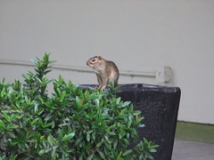 Notocitellus annulatus