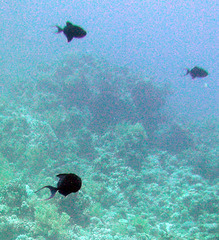 Odonus niger